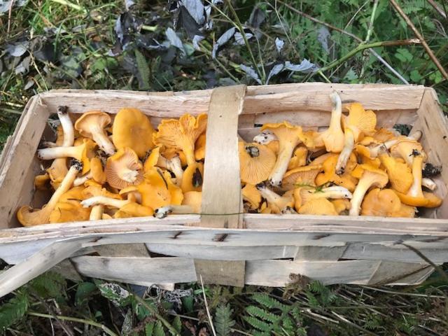 Schwedischer Waldhof -Marie- In Einsamer Lage Åmål Eksteriør bilde