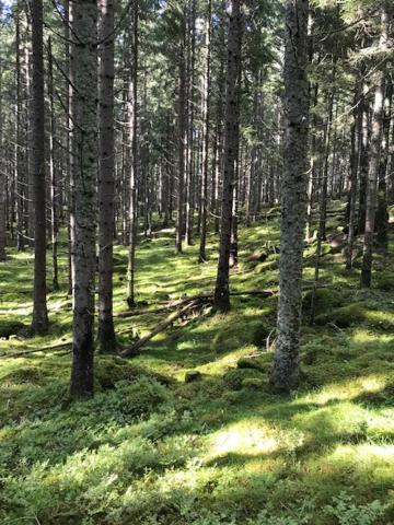 Schwedischer Waldhof -Marie- In Einsamer Lage Åmål Eksteriør bilde